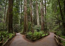 Muir Woods National Monument, Mount Tamalpais; California, United States Of America