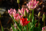 Fototapeta Tulipany - Frühling im Münsterland