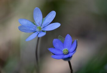 Hepatica Nobilis - Liverwort: the messenger of spring, a blue flower that can help the liver and gall bladder.