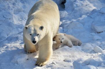 Wall Mural - polar bear in the region