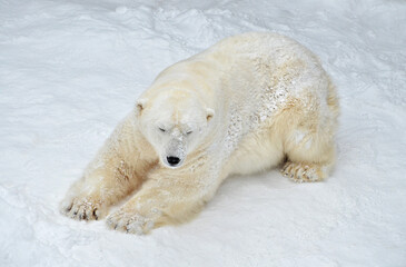 Wall Mural - polar bear in the snow