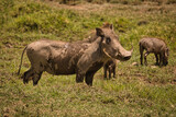 Fototapeta Sawanna - Warzenschwein in Afrika