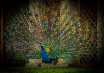 Peacock with color feathers on spring light green grass in castle park