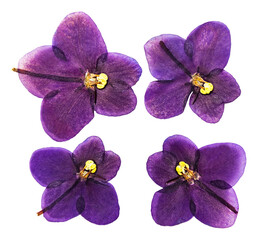 Wall Mural - Set of pressed and dried flowers saintpaulia isolated