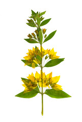 Wall Mural - Pressed and dried flowers of loosestrife meadow. Isolated