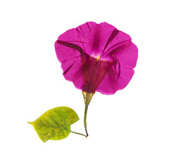 Wall Mural - Pressed and dried flower morning-glory or Ipomoea, isolated