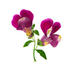Wall Mural - Pressed and dried flower snapdragons or antirrhinum, isolated