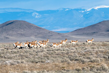 Herd Of Pronghorn Antelope (Antilocapra Americana) Moving Through Sagebrush With Rocky Mountains In The Background, San Luis Valley, Colorado, USA; Colorado, United States Of America