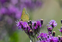 A Clouded Sulphur Butterfly (Colias Philodice) Gathers Nectar From A Purple Flower In The Rocky Mountain Arsenal National Wildlife Refuge Near Denver, Colorado, USA; Colorado, United States Of America