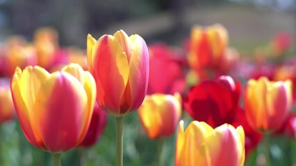 Wall Mural - Red and yellow tulip swaying in wind, flower carpet, spring
