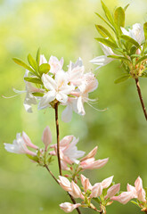 Wall Mural - Beautiful pink Azalea flowers blooming in garden