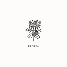 Line Art Protea Flower Illustration