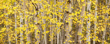 Panoramic Of Tree Foliage Changing Colour In Autumn; Wawa, Ontario, Canada