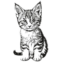 Cat Vector Illustration Line Art Drawing Black And White Kitten
