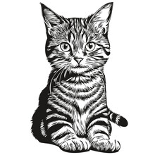 Cat Logo, Black And White Illustration Hand Drawing Kitten