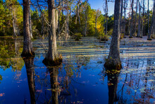 Cypress Tree Reflections On The Water's Surface In Cypress Gardens, South Carolina, USA; South Carolina, United States Of America