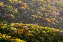 Sunlight On The Rainforest In Monteverde, Costa Rica; Monteverde, Costa Rica