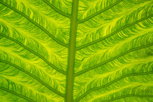 Close-up Of A Cunjevoi Leaf (Alocasia Brisbanensis); Maldives
