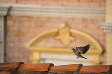 Close-up Detail Of A Pigeon Landing On A Clay Roof Tile Of A Building In The Walled City Of Cartagena, Columbia; Cartagena, Bolivar, Columbia