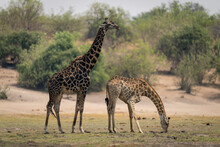 Female Southern Giraffe (Giraffa Giraffa Angolensis) Stands Grazing Beside Male In Chobe National Park; Chobe, Botswana