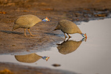 Helmeted Guineafowl (Numida Meleagris) Drinks From River Near Another In Chobe National Park; Chobe, Botswana