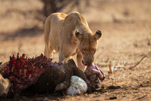 Lioness (Panthera Leo) Stands Chewing Innards From Buffalo Carcase In Chobe National Park; Chobe, Botswana