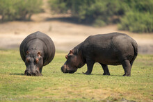 Two Hippos (Hippopotamus Amphibius) Graze On Riverbank Near Trees In Chobe National Park; Chobe, Botswana