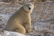 Portrait of a Polar bear (Ursus maritimus) sitting in snow looking at the camera on the shores of Hudson Bay; Churchill, Manitoba, Canada