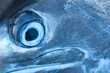 © Designpics - Close-up of the eye of a Marlin (Istiophoridae); Port Antonio, Jamaica