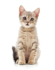  One little kitten.