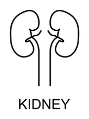 Poster - kidney line icon illustration on transparent background