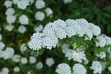 Canvas Print - Reeves spirea ( Spiraea cantoniensis ) flowers. Rosaceae deciduous shrub native to China. Clusters of white florets on weeping branches from April to May.