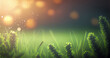 Green grass with beautiful lighting, background image with shallow depth of field.