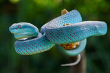 Fototapeta Zwierzęta - Blue viper snake closeup face, viper snake, blue insularis, Trimeresurus Insularis, animal closeup