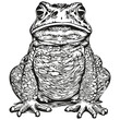 Black and white linear paint draw frog vector illustration toad