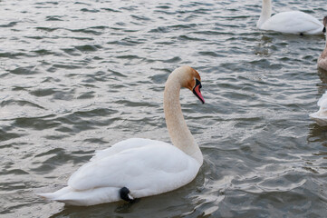 Wall Mural - A white majestic swan floats in front of a wave of water. Young swan in the middle of the water. Drops on a wet head.