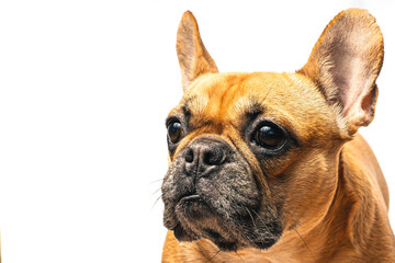  Portrait of a french bulldog on the white background, posing for dog photoshoot.