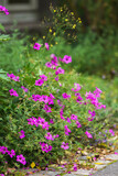 Fototapeta Lawenda - Pinke Blumen im Staudenbeet am Wegesrand