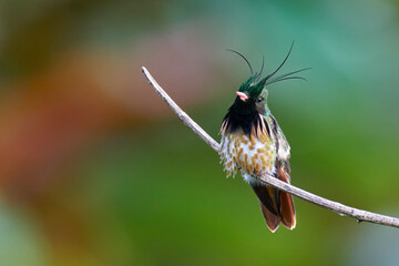 Black-crested Coquette Hummingbird