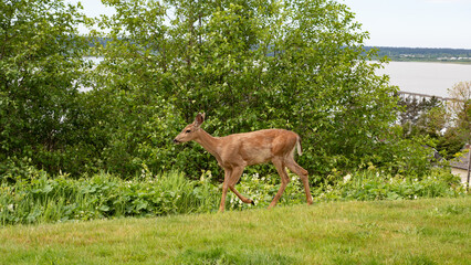 Naklejka na meble deer fallow in the street. deer fallow animal. deer fallow brown color. photo of deer fallow outside