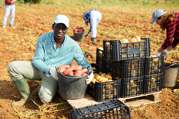 Wall Mural - Portrait of smiling male agriculturist with fresh harvest of organic potato on field at vegetable farm