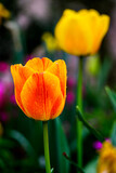 Fototapeta Dmuchawce - red and yellow tulip