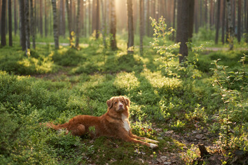 Wall Mural - Dog in the forest in the sun. Walking with a pet. Red Nova Scotia Duck Tolling Retriever in nature, in a pine park