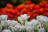Fototapeta Tulipany - Beautiful flowers used as a wallpaper would be great.