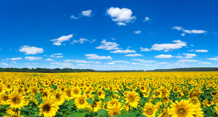Wall Mural - Sunflower field with cloudy blue sky