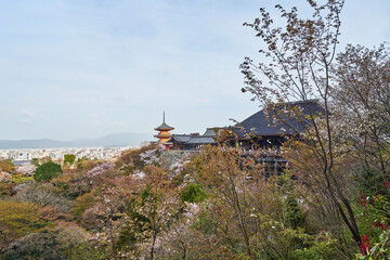 Wall Mural - 清水寺と桜