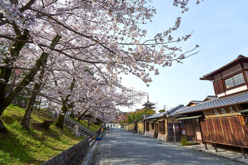 Wall Mural - ねねの道から見る八坂の塔と桜