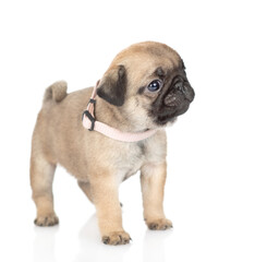 Wall Mural - Tiny pug puppy standing in side view and looking at camera. isolated on white background