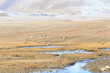 Wild red duck flies Ogar. Plateau Arabelle, Issyk Kul region, Kyrgyzstan
