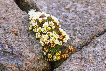 Poster - Diapensia lapponica growing in a rock crevice